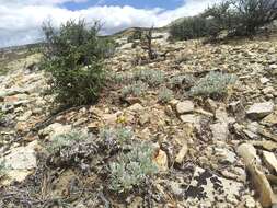 Image of rock tansy