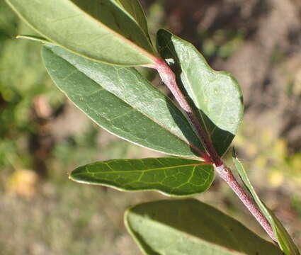 Plancia ëd Rhoicissus tridentata subsp. tridentata