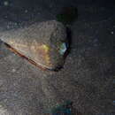 Image of Conus canariensis (Tenorio, Abalde, Pardos-Blas & Zardoya 2020)