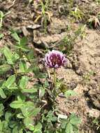 Imagem de Trifolium wormskioldii Lehm.