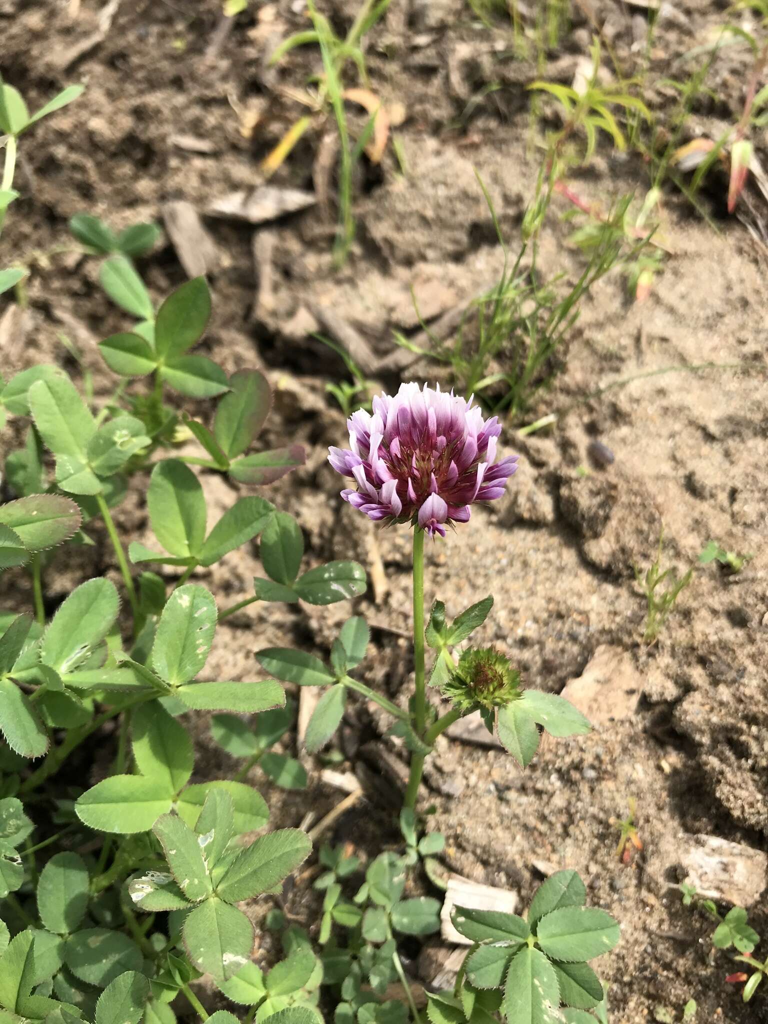 Imagem de Trifolium wormskioldii Lehm.