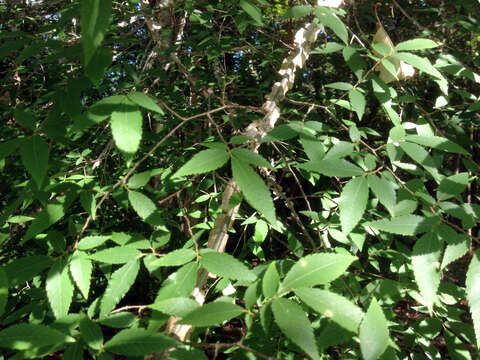 Image of winged elm