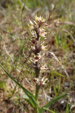 Image of Wurmbea monopetala (L. fil.) B. Nord.