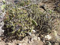 Image of Aeonium lindleyi subsp. lindleyi