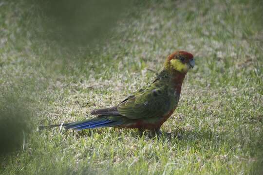 صورة Platycercus icterotis icterotis (Temminck & Kuhl 1820)