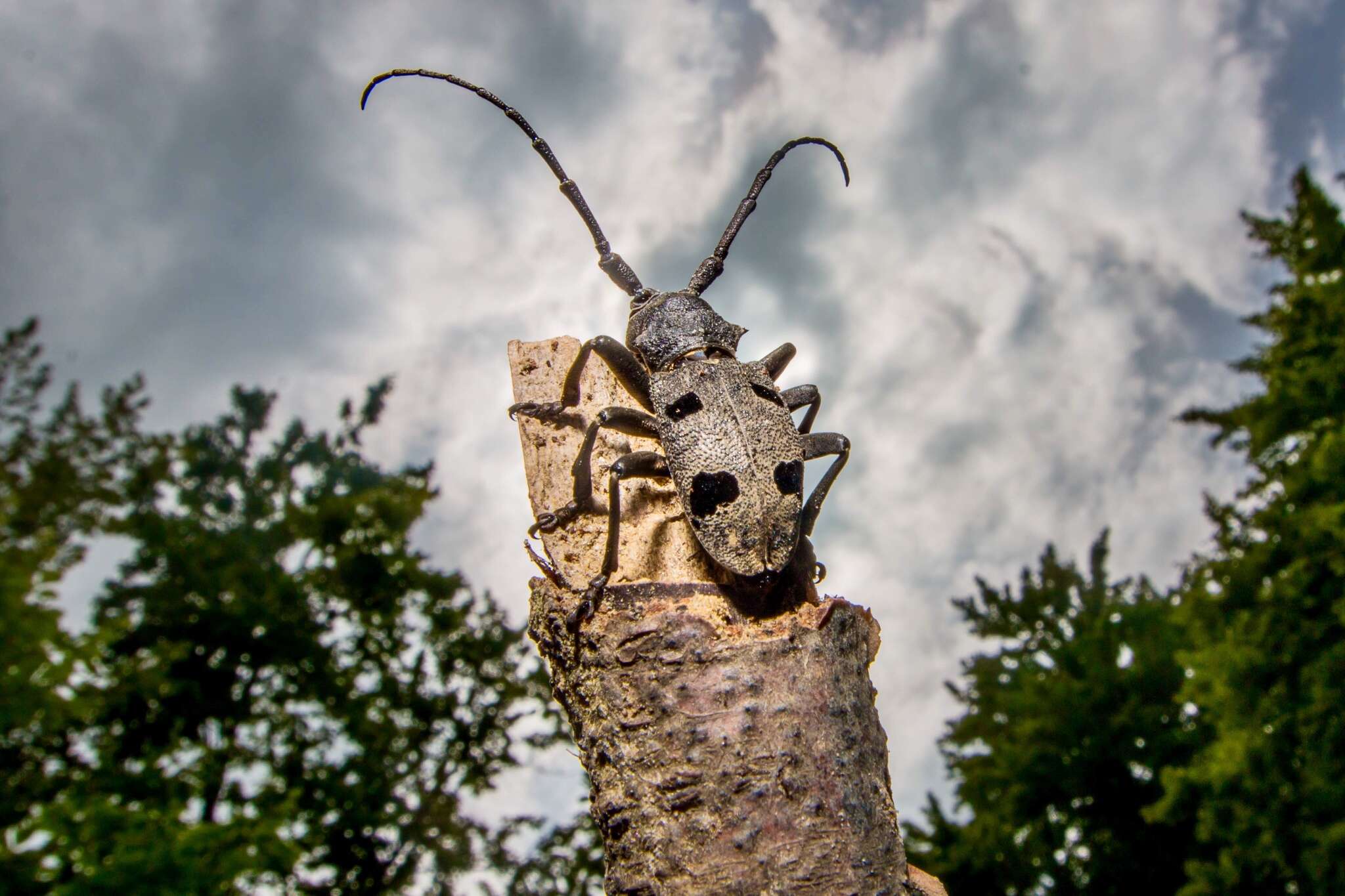 Image of Long-horned beetle