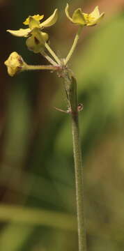 Image of Aspidonepsis diploglossa (Turcz.) A. Nicholas & D. J. Goyder