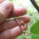 Image of Mississippi Witch-Hazel