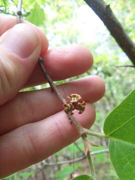 Image of Mississippi Witch-Hazel