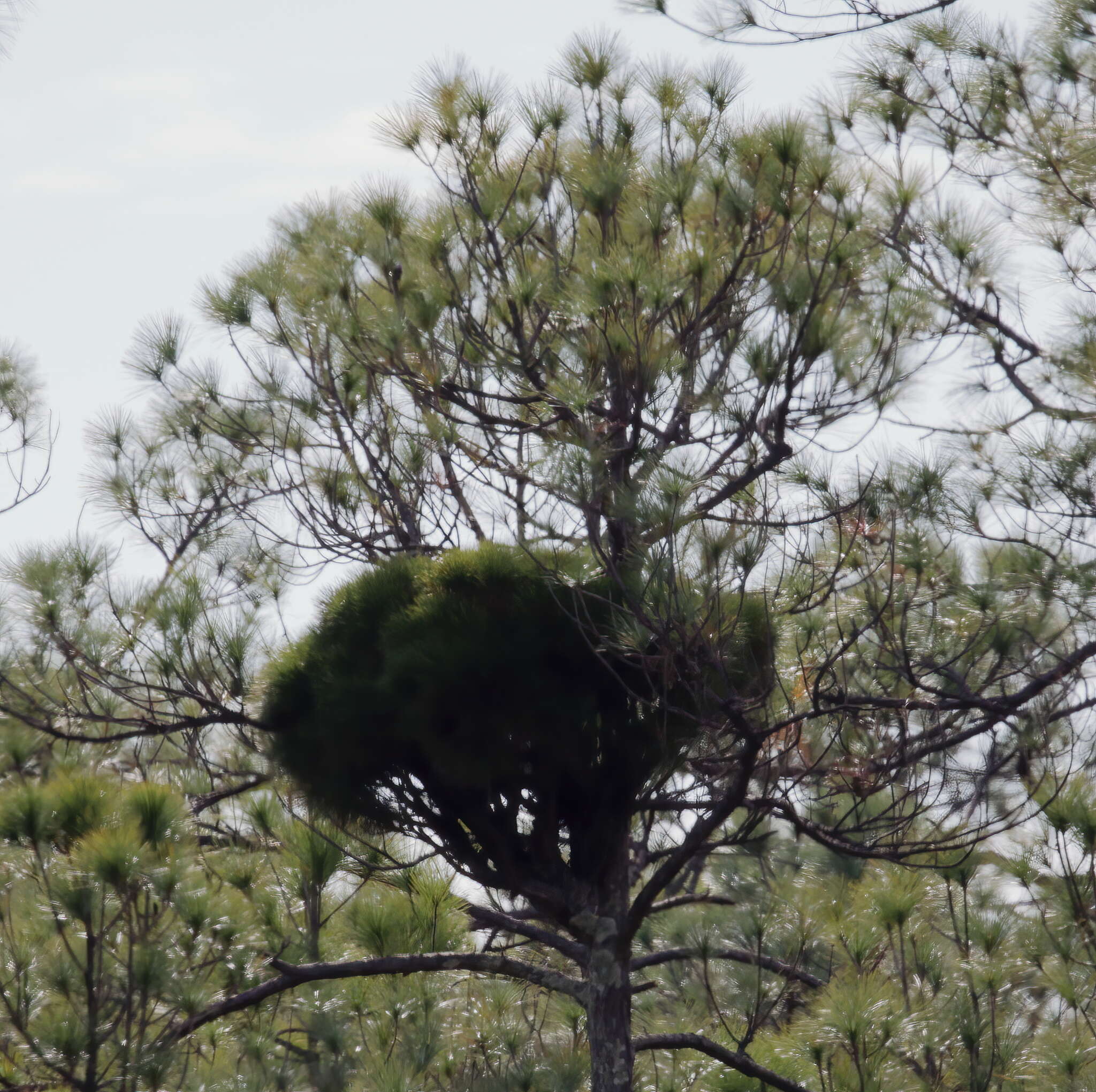 Image of 'Candidatus Phytoplasma pini'