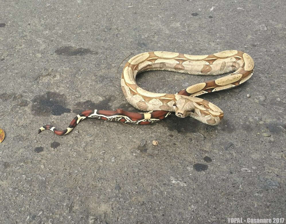 Boa constrictor Linnaeus 1758 resmi