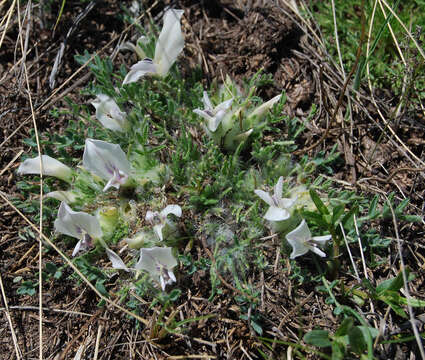 Plancia ëd Oxytropis includens Basil.