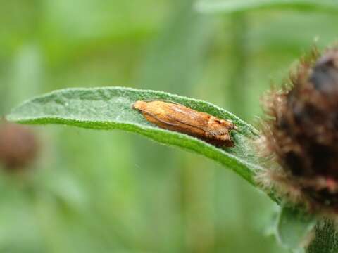 Image of Lathronympha