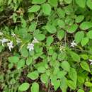 Image of Campanula rapunculus subsp. lambertiana (A. DC.) Rech. fil.