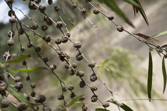 صورة Agonis flexuosa (Muhl. ex Willd.) Sweet