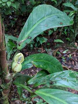 Image of Philodendron wittianum Engl.