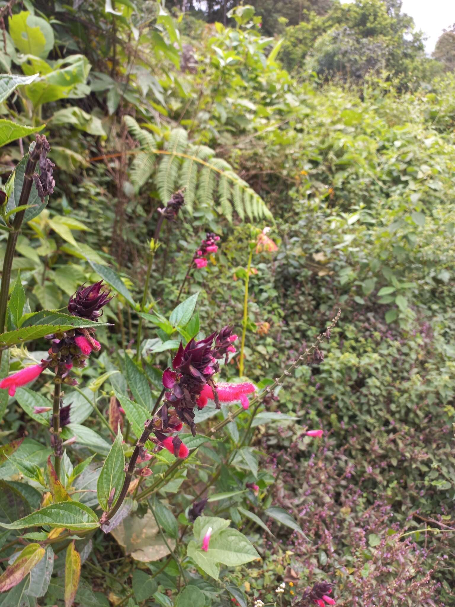 Image of Salvia oxyphora Briq.