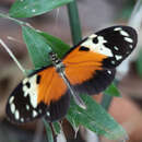 Image of Heliconius hecale melicerta