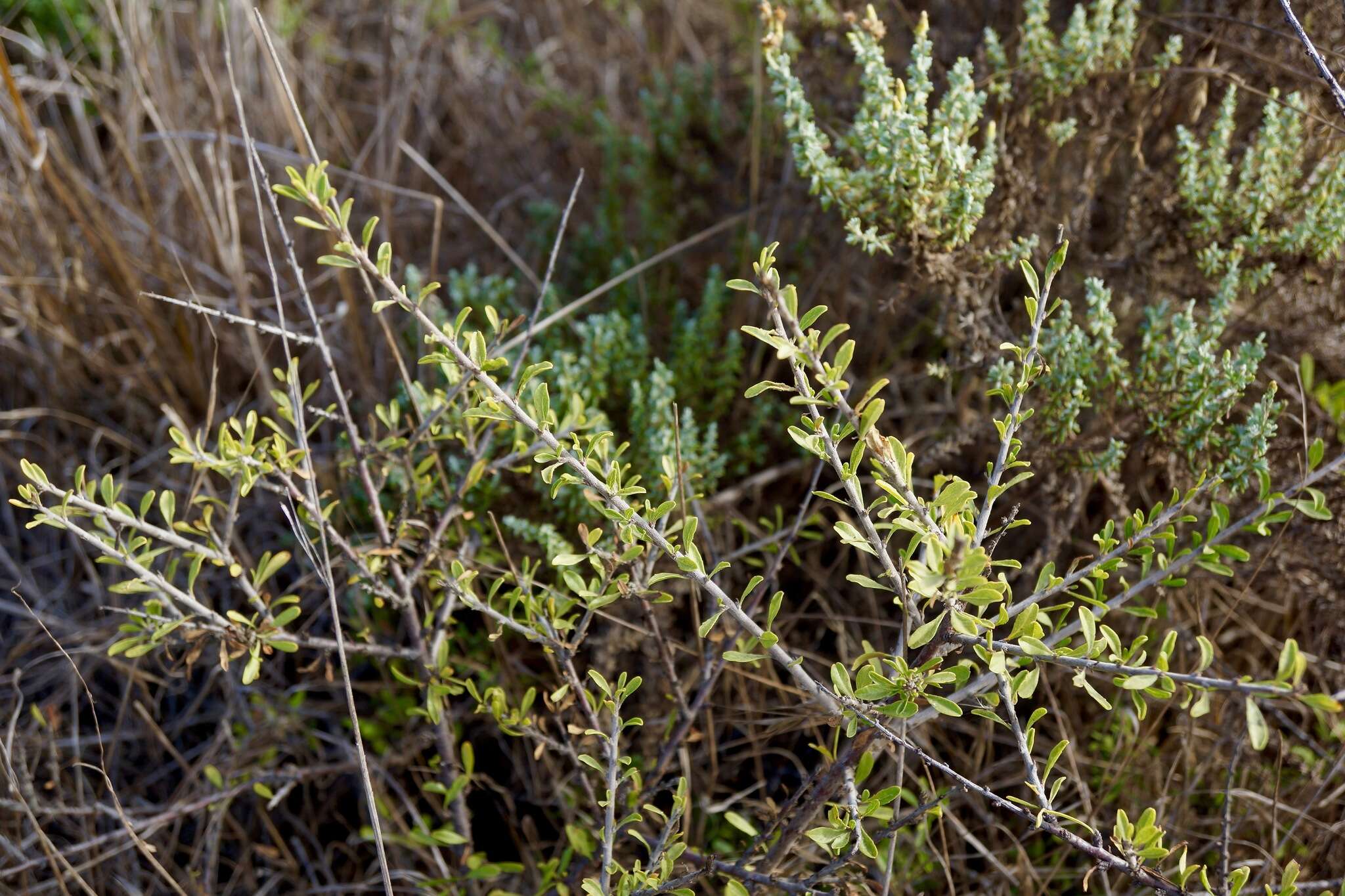 Image of desert almond