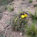 Image of Maihueniopsis glomerata (Haw.) R. Kiesling