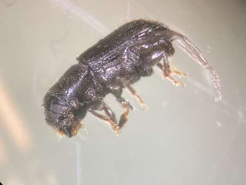 Image of Southern Pine Beetle