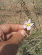 Image of White Fen-Rose