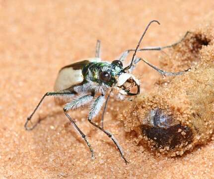 Image of Coral Pink Sand Dunes Tiger Beetle