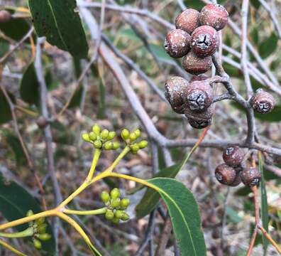 Imagem de Eucalyptus arenacea J. C. Marginson & P. Y. Ladiges