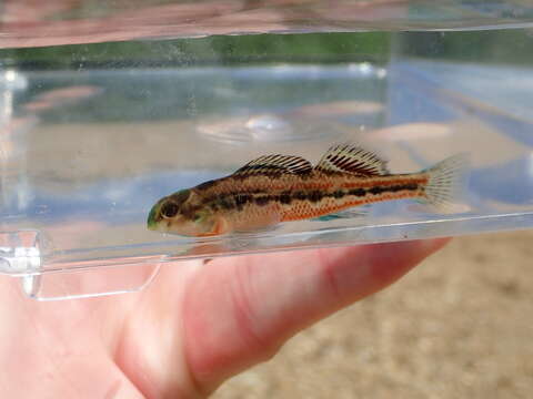 صورة Etheostoma barrenense Burr & Page 1982