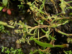 Image of mossgrass