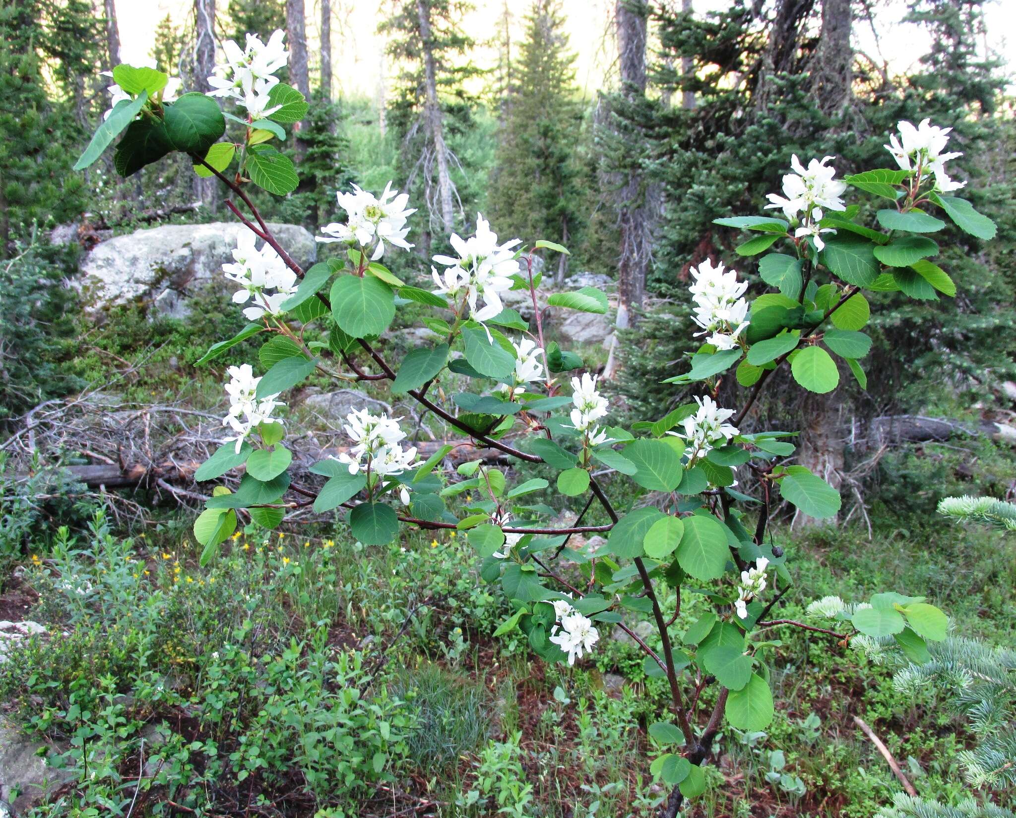 Image de Amélanchier à feuilles d'aulne