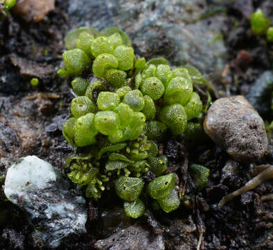 Image of Sphaerocarpos texanus Austin