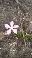 Image of Catharanthus ovalis Markgr.