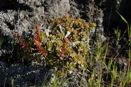 Image of Aeonium spathulatum (Hornem.) Praeger