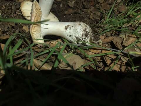 Image of Russula maculata Quél. 1878