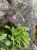 Plancia ëd Dodecatheon utahense (N. H. Holmgren) Reveal