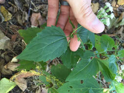 Image of white snakeroot