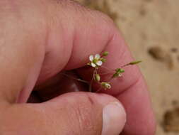 Image of Savignya parviflora (Delile) Webb