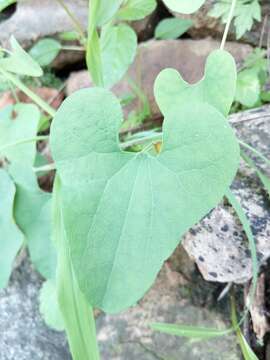 Image de Aristolochia contorta Bunge