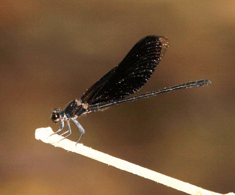 Image of Euphaea masoni Selys 1879