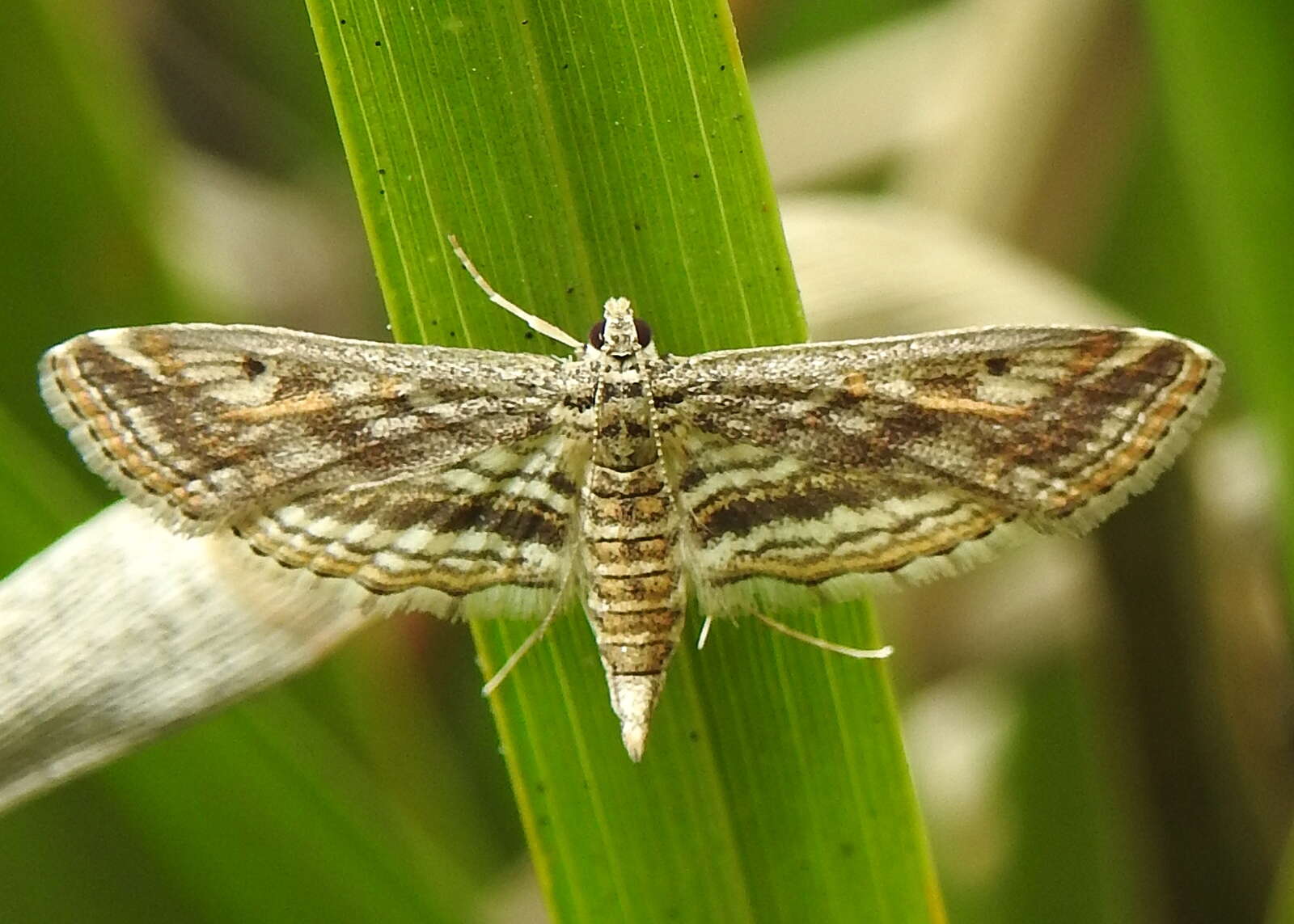 Image de Parapoynx fluctuosalis Zeller 1852