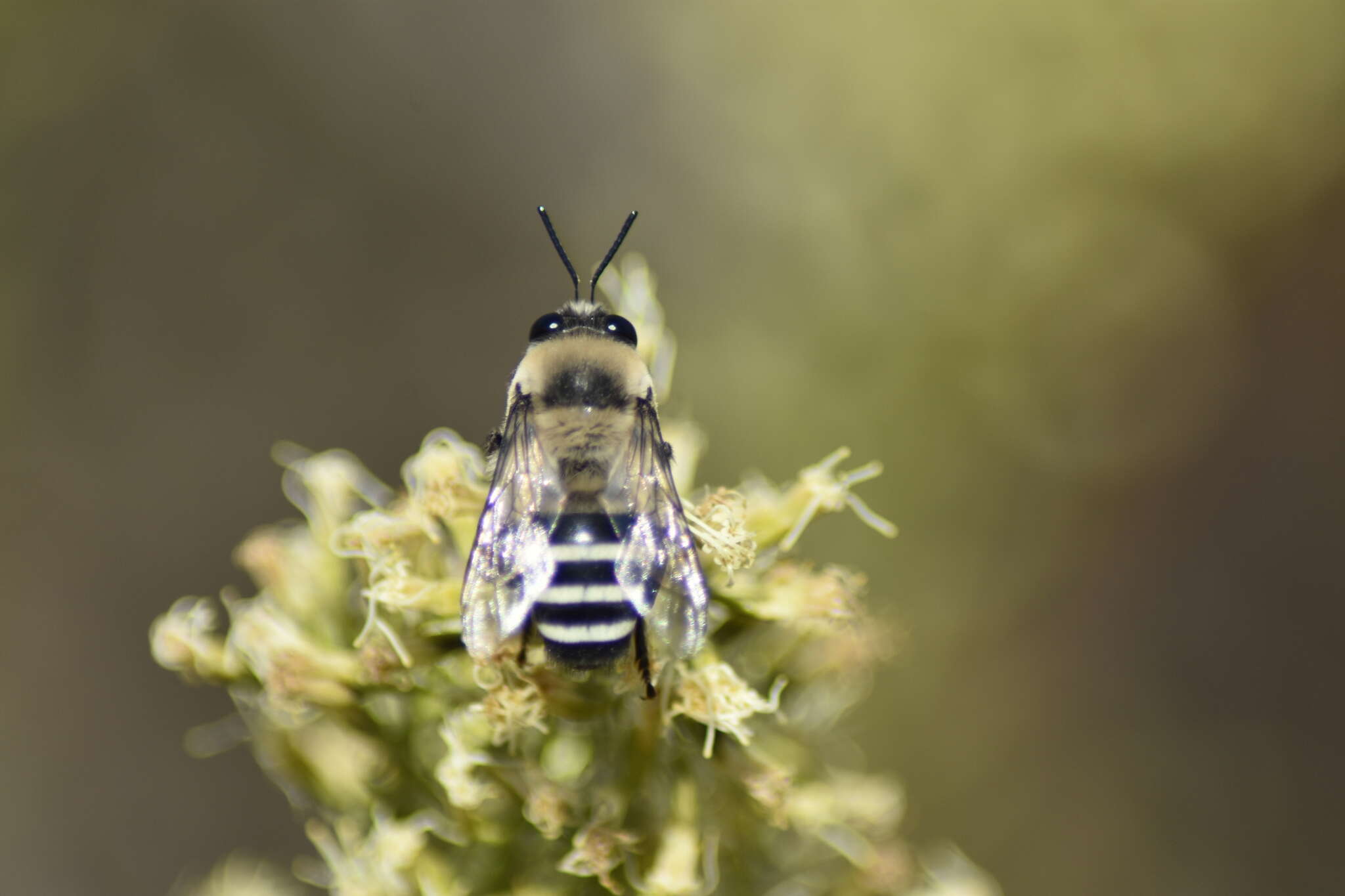 Image of Caupolicana gayi Spinola 1851