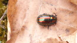 Image of Chrysolina cerealis (Linnaeus 1767)