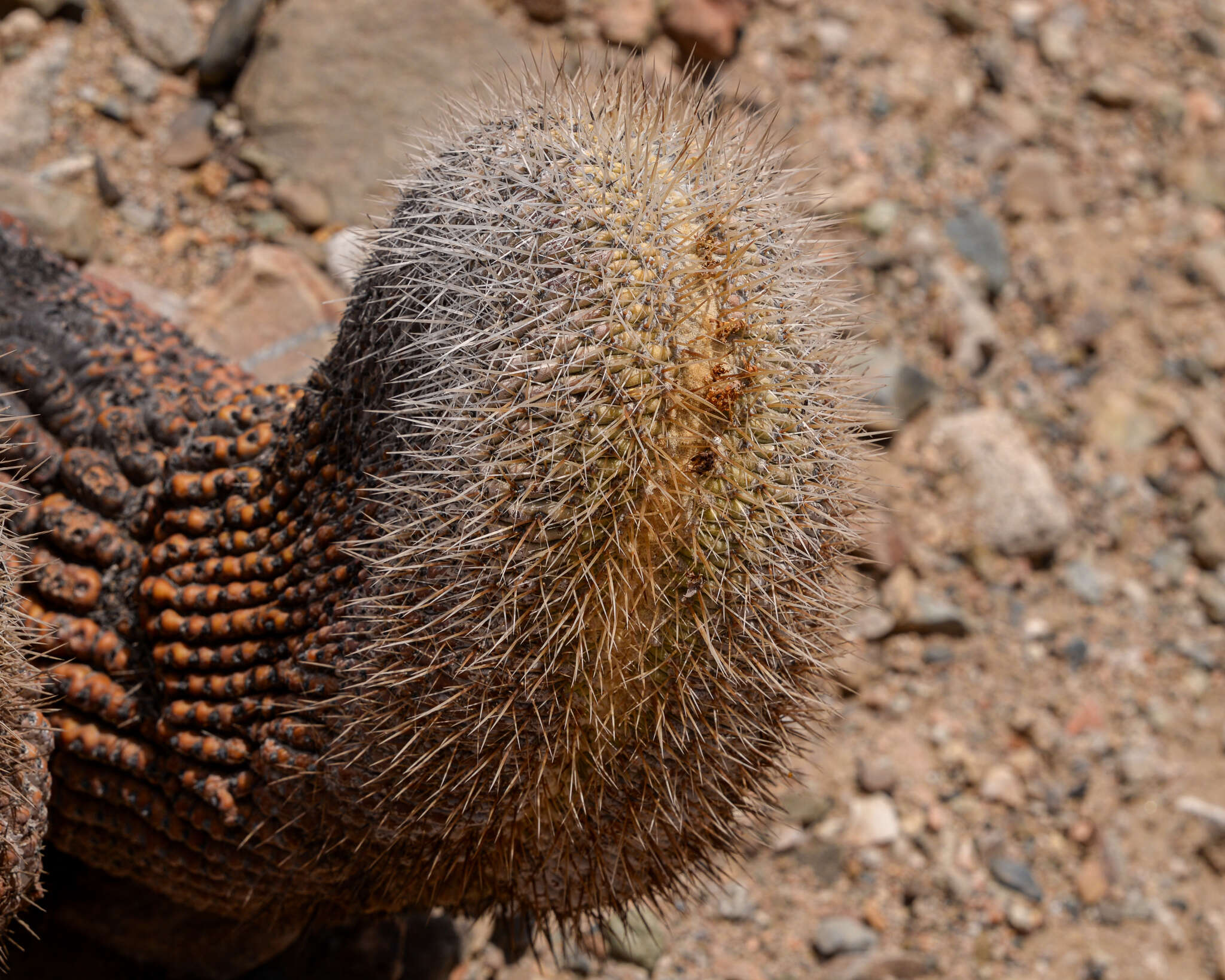 Image of Copiapoa cinerea (Phil.) Britton & Rose