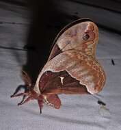 Image of Tulip-tree Silkmoth