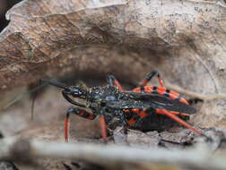 Plancia ëd Rhynocoris annulatus (Linnaeus 1758)