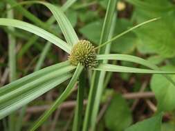 Image of Cyperus aromaticus (Ridl.) Mattf. & Kük.