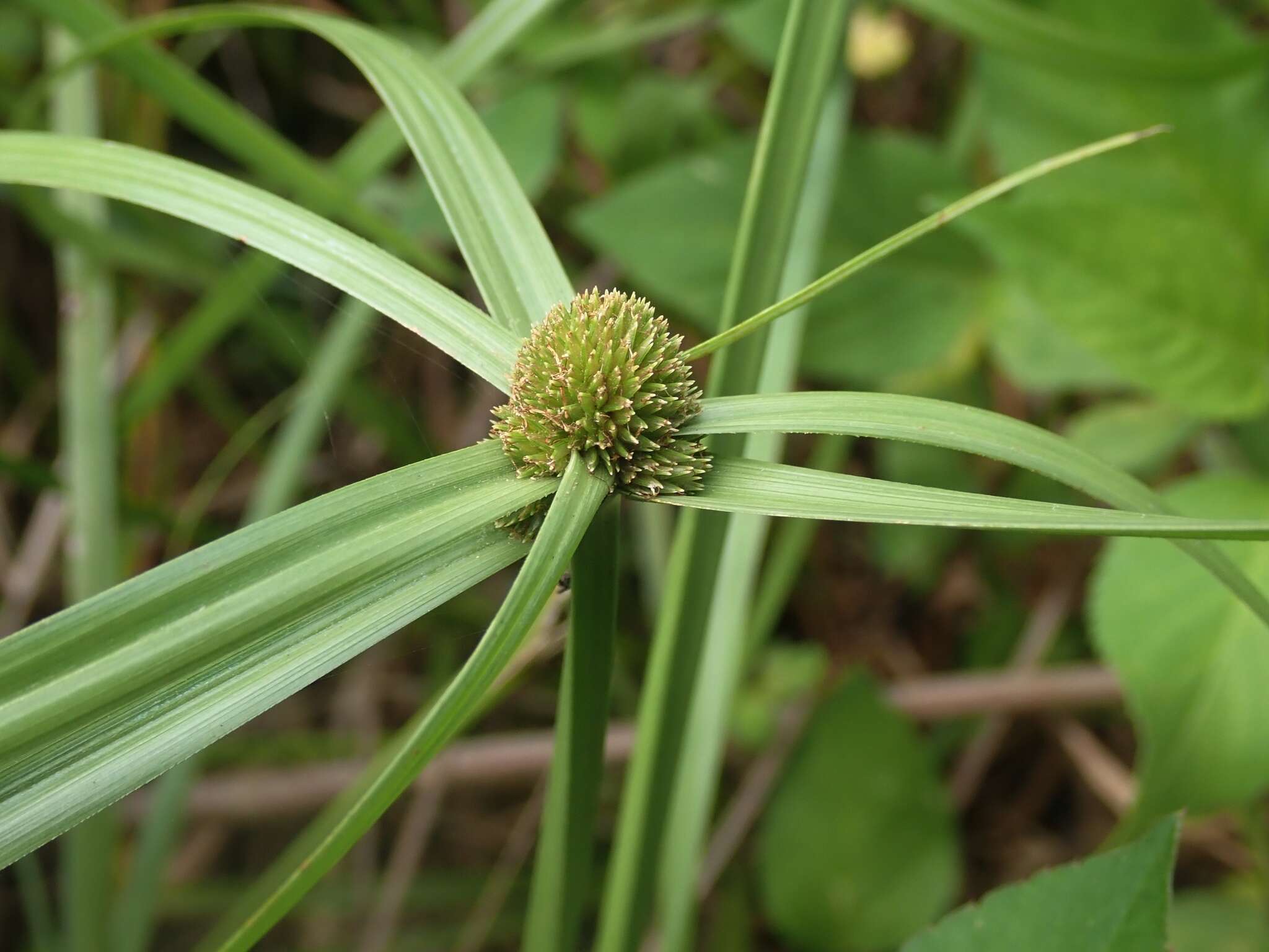 Image of Cyperus aromaticus (Ridl.) Mattf. & Kük.