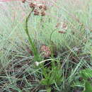 Image de Helichrysum auriceps O. M. Hilliard