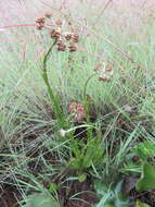 Image de Helichrysum auriceps O. M. Hilliard